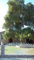 Pictures of recently trimmed trees