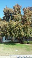 Pictures of recently trimmed trees