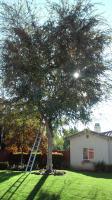 Chinese Elm Trimmed for CHRISTMAS LIGHTS BEFORE & After