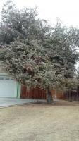 Pictures of recently trimmed trees