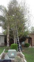 Pictures of recently trimmed trees