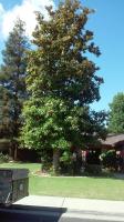 Pictures of recently trimmed trees