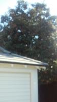 Pictures of recently trimmed trees