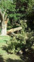 Pictures of recently trimmed trees