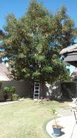 Pictures of recently trimmed trees