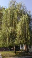 Pictures of recently trimmed trees
