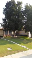 Pictures of recently trimmed trees