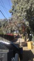 Pictures of recently trimmed trees