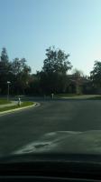 Pictures of recently trimmed trees