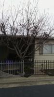Pictures of recently trimmed trees