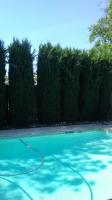 Italian Cypress Before & After