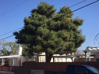 Big Pine never been trimmed