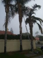 Pictures of recently trimmed trees