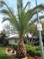 Canary Island Date Palm Tree (phoenix canariensis) Shaped up perfect!