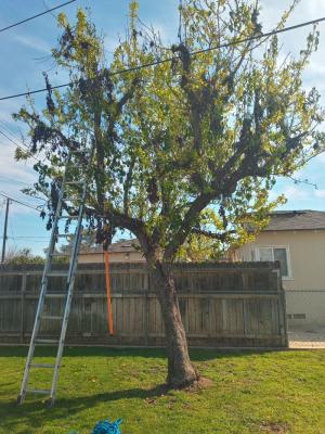 Pictures of recently trimmed trees