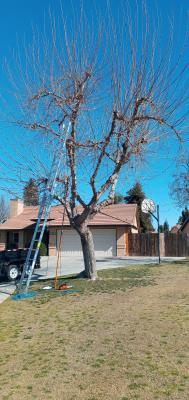 Pictures of recently trimmed trees