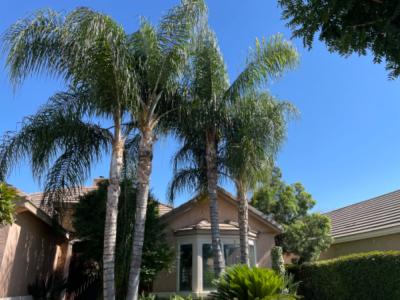 Removing three palm trees and trimming nine queen palms
