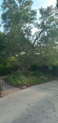 Some interesting trees trimmed before and after Desert Willow &Sumac.