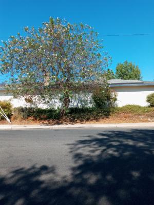 Big Pink Tree Trimmed ? ? π