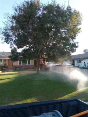 Ash tree with a lot of dead in it.cleaned it out & brought it down.