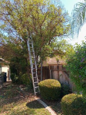 Ash tree trimmed  also cut it back off neighbor's Propt.