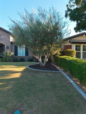 Olive tree Before & After.