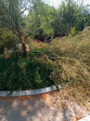 Broken Palo Verde !! Very brittle tree need to be trimmed every year🐵