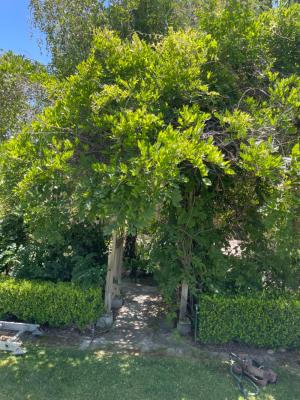 Pictures of recently trimmed trees