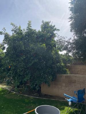 Lemon π Trimmed Before & After Also Orange π Treeπ