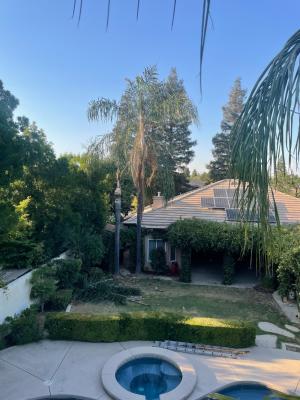 Pictures of recently trimmed trees
