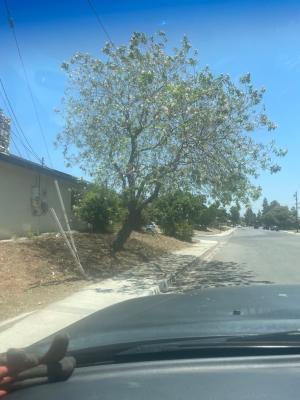 Trimming 3 Bushes not the Tree !! Labor of Love !! 😎👍