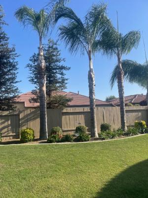 Pictures of recently trimmed trees