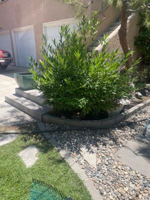 A little Bush Tree trimmed for a friend 😎