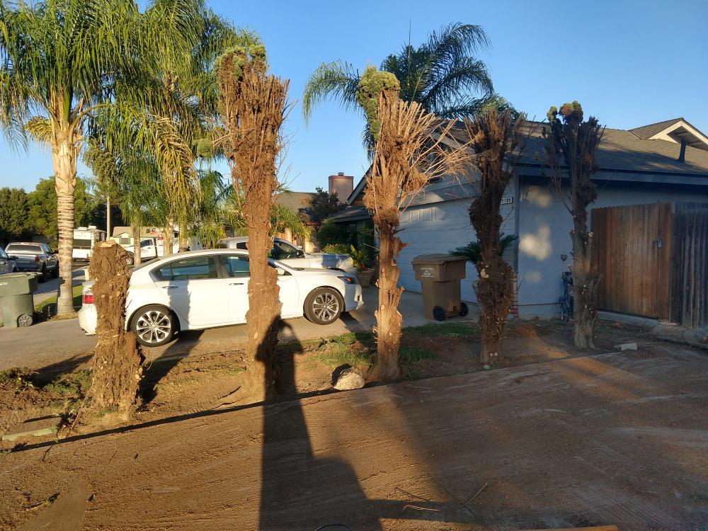 Couple Of Stumps Ground Out Tree Service Bakersfield