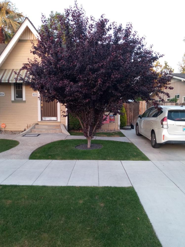 tree