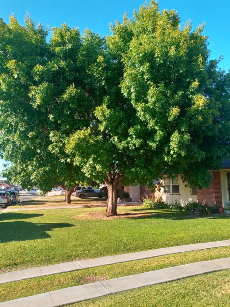 tree