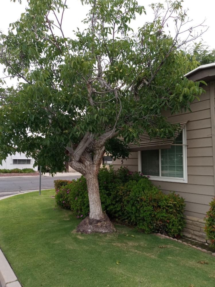 tree