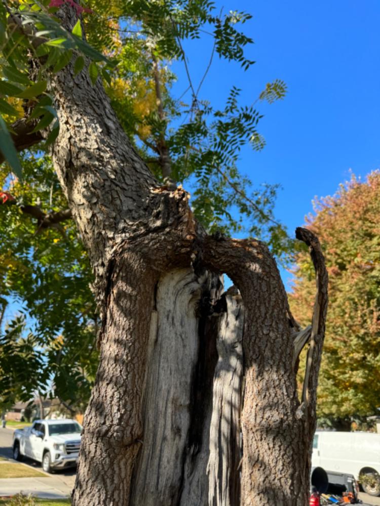 tree