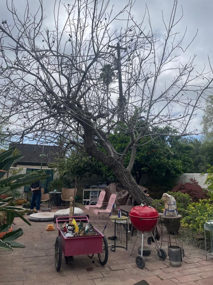 tree