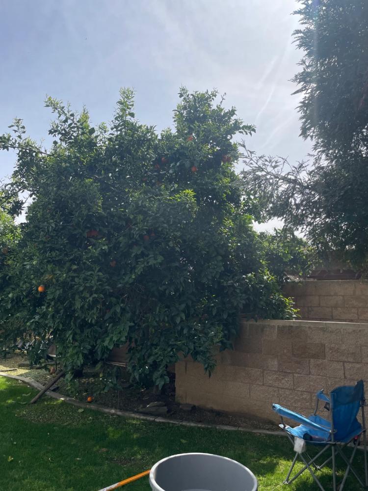 tree